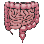 Bổ Tiêu Hóa-Đường Ruột